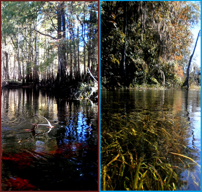 Blackwater and Spring rivers in northern Florida